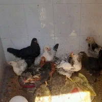 جوجه مرغ