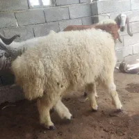 بره|حیوانات مزرعه|منوجان, |دیوار