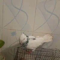 یک جفت کبوتر طوقی
