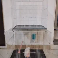 قفس