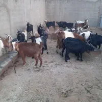 فروش 30 راس بز و تی بز