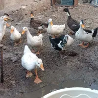 اردک
