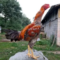 خروس لاری