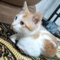 گربه نر سه ماهه
