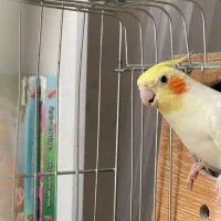 عروس هلندی مولد