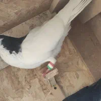 کفتر خال سیاه درشت