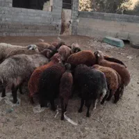 دام زنده
