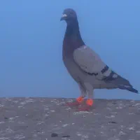 ی  جفت کلاغ کربلایی زرد
