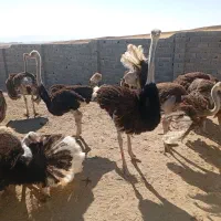 فروش سه خانواده مولد