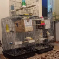 نگهداری عروس هلندی