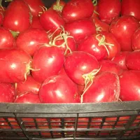 پخش مویرگی تره بار به سراسر تهران