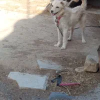 واگذاری سگ پاکوتاه