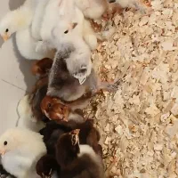 مرغ و خروس برهما