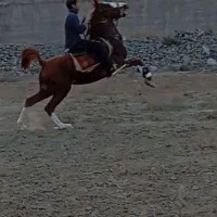 نریان کرد سرو دم گیر جفت زن