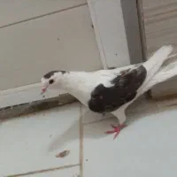 کبوتر رنگه ساده سینه چپ