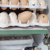 تعمیرات و ساخت دستگاه جوجه کشی