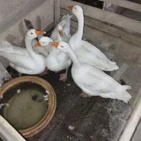 اجاره-ورهن