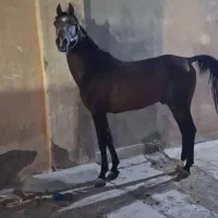 اسب کرد نر