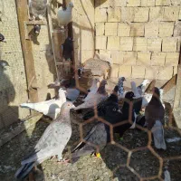 23عددکفتربومب زدوخوردی قلدور