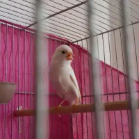 جوجه نر سفید رسمی بلند