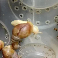 حلزون اچیتانا افریقایی