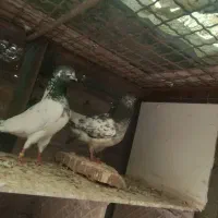 یه جفت نرو ماده فقیر گل