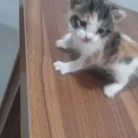 بچه دو ماهه غذا خور رایگان