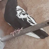 سینه سیاه