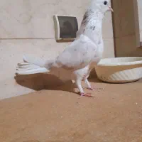 (ماده  هما سرور پرشی )