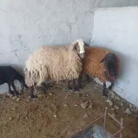 بره قوچ میش