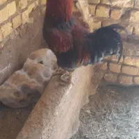 مرغ خروس