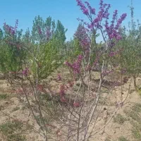 (خانه و باغ هردو )فروش یا معاوضه
