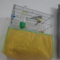 سهره نر  دو عدد