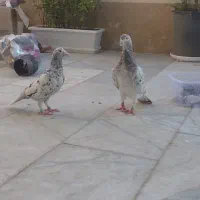 کبوتر سار سیاه