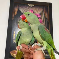 جوجه شاه طوطی نر و ماده شاه تخم