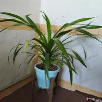 گل و گیاه