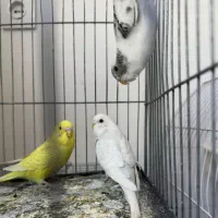 مرغ عشق و فنچ