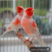 قناری باغی