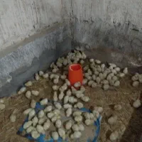 جوجه گوشتی راس فاز منفی