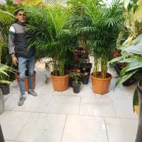 نخل اریکا،نیکولای،عبایی تخفیف ویژه