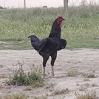خروس لاری معاوضه با جوجه مرغ و بوقلمون
