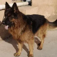 سگ ژرمن فوق العاده