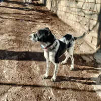 سگ گوسفندی