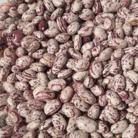 لوبیا چیتی حراج
