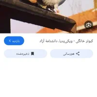 کبوتر پیدا شده