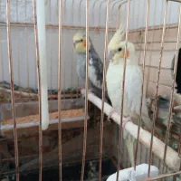 عروس هلندی نرو ماده هردو دستی و جوان