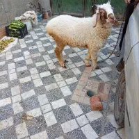 سلام‌یک‌بره‌نر