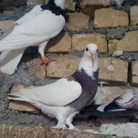 کفتر