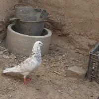 کبوتر المانی