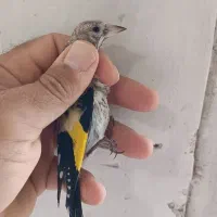 جوجه سهره درجه یک